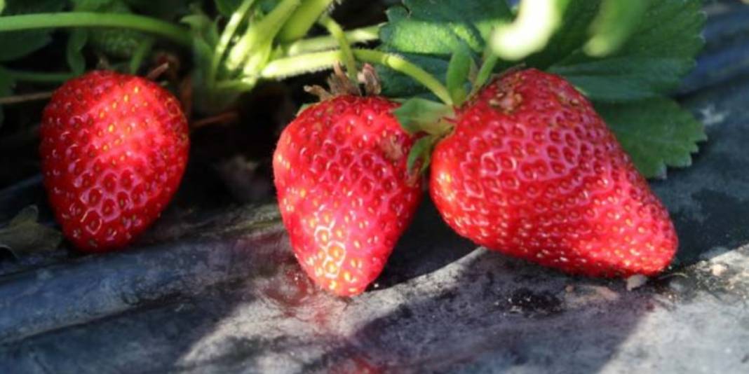 Reçellerin gözdesi sason çileğinin hasadı gecikti: Hangi hastalıklara iyi geliyor, faydaları neler? 9